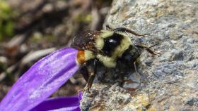 Шмели способны покорить Эверест